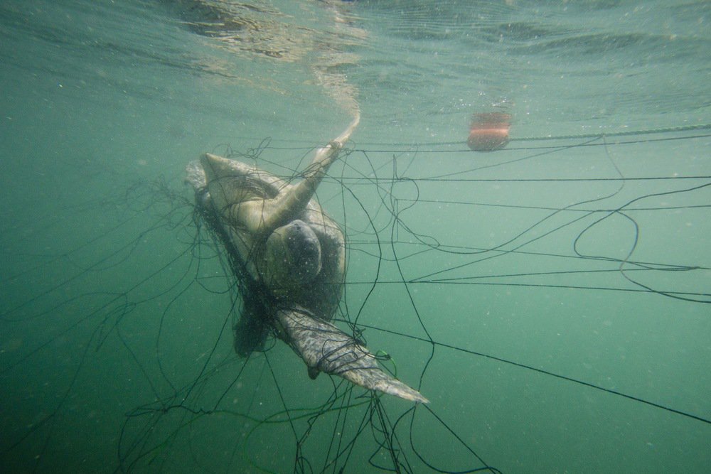 SEEturtles's tweet photo. Sea turtles often drown when caught in fishing gear, both nets and long lines. https://t.co/YCjovB12ve https://t.co/lzGVxyfQtt