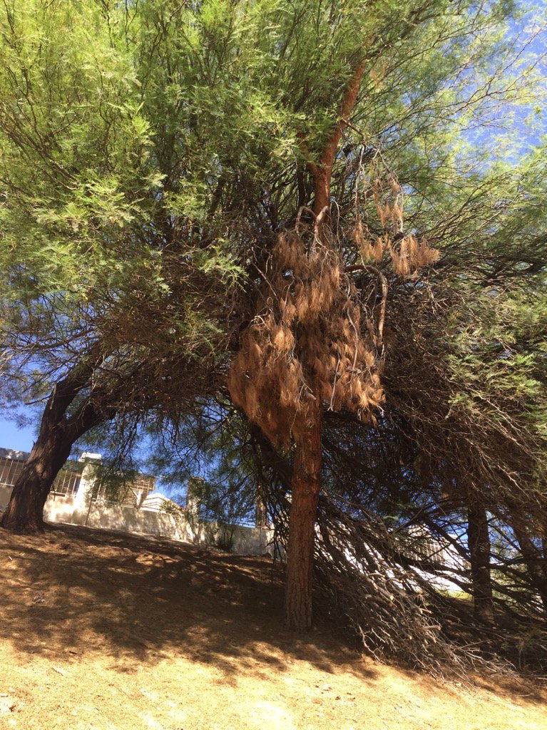 Quiñones (smilymeal7) Twitter