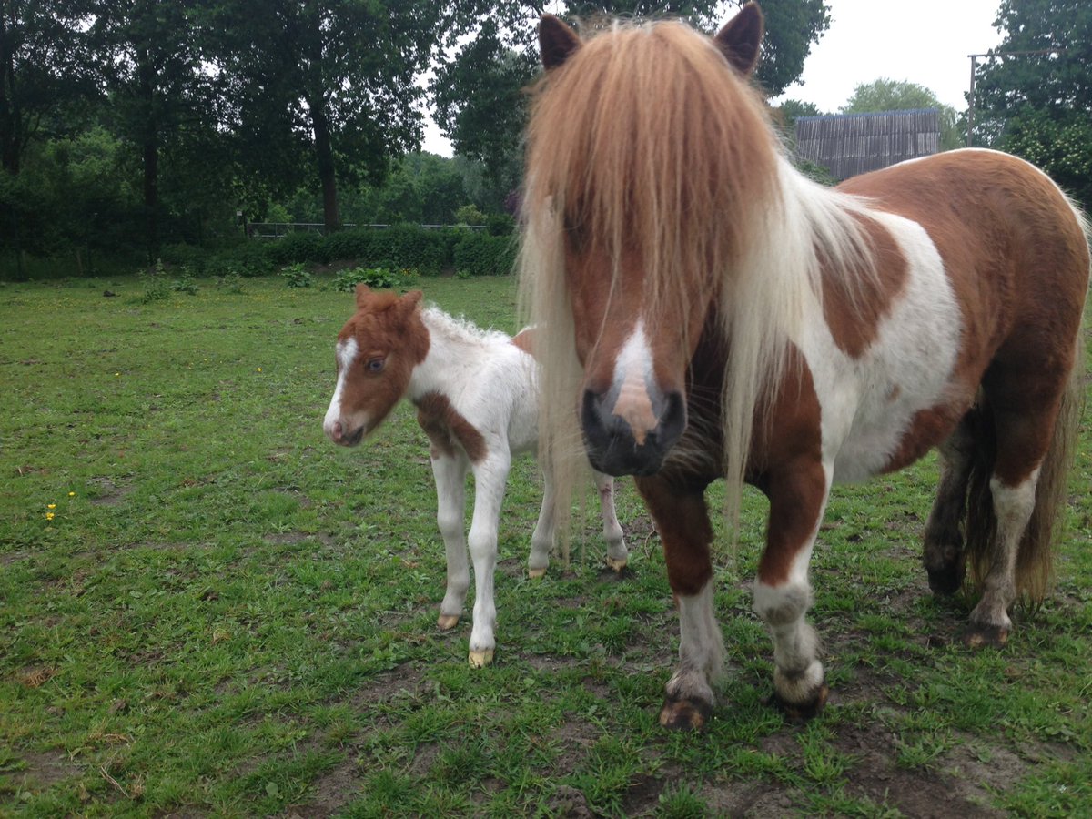 GCMaartensdijk's tweet photo. Verzin jij een mooie naam voor de jongste pony van het #groenhorst ? Laat t ons weten! https://t.co/eaaoRQqqBI