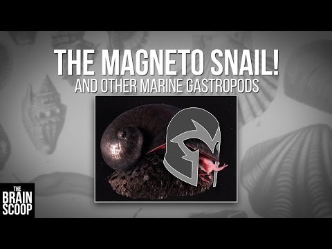 scientiflix's tweet photo. The MAGNETO SNAIL! (and other marine gastropods)  In 2015, a new... https://t.co/JHouOa33oT https://t.co/QjzFUB49YC