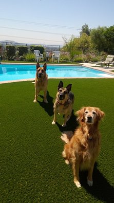 SGWCorp's tweet photo. 3 out of 3 dogs agree: #SGWCorp products are the top choice for your furry friends! https://t.co/fNHhFG4eda
