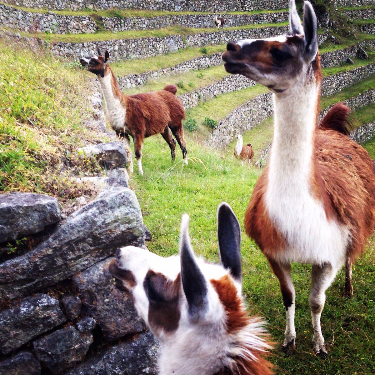 jodonnell13's tweet photo. Guess which country @charlotteelise and I have been in the last week. #llamasfordays #incatrail #peru #winaywayna https://t.co/2DpIqtZqIv