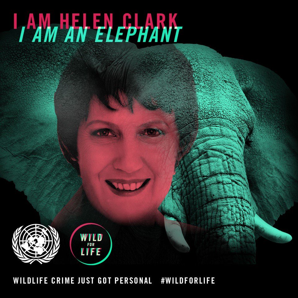 HelenClarkNZ's tweet photo. I am @HelenClarkUNDP &amp; I chose elephants! Give your name to change the game at #WildforLife  https://t.co/VQmiW1omZz https://t.co/RcVQpu9KKG