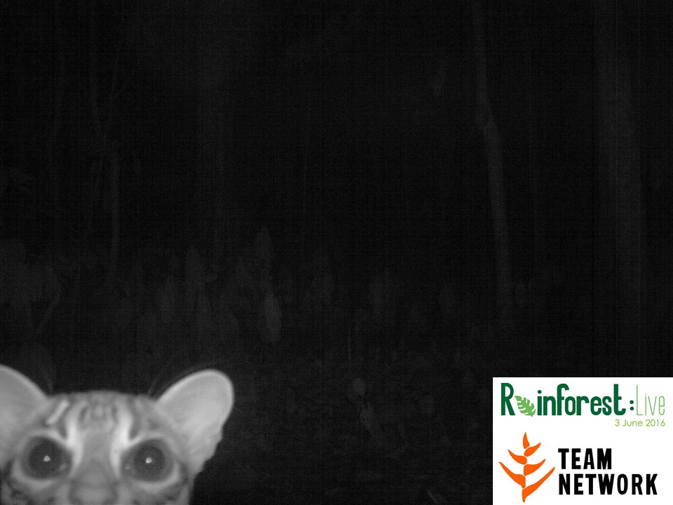 This shy #cat from our site in Malaysia wanted to pop in to say "Hello!" for #rainforestlive before it is over!