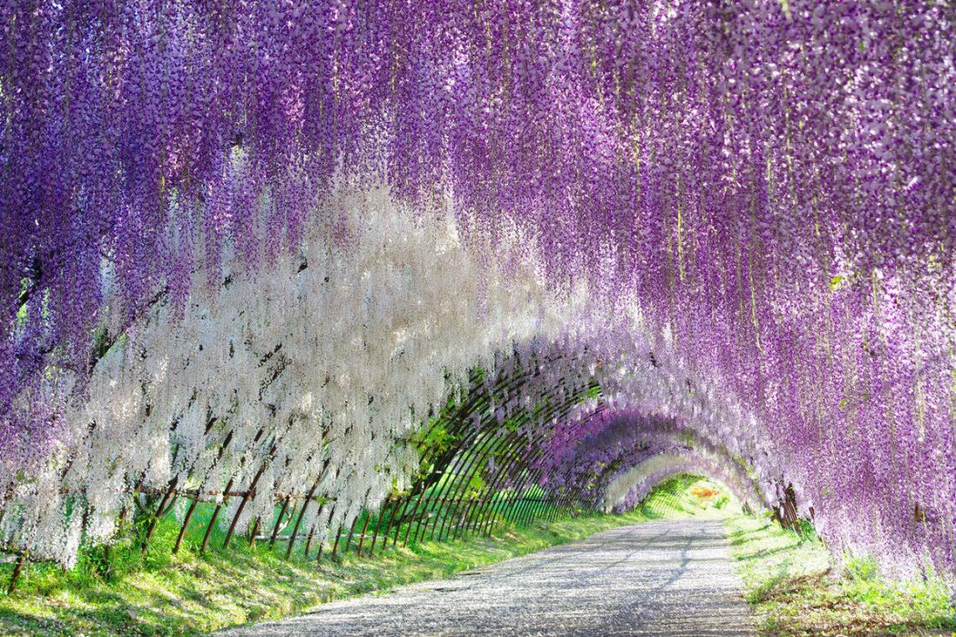 Guide_To_Travel's tweet image. Ashikaga Flower Park, Japan.