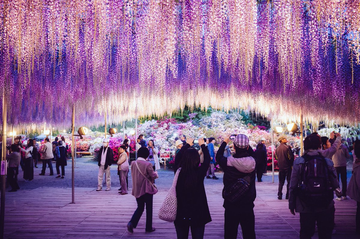 Guide_To_Travel's tweet image. Ashikaga Flower Park, Japan.