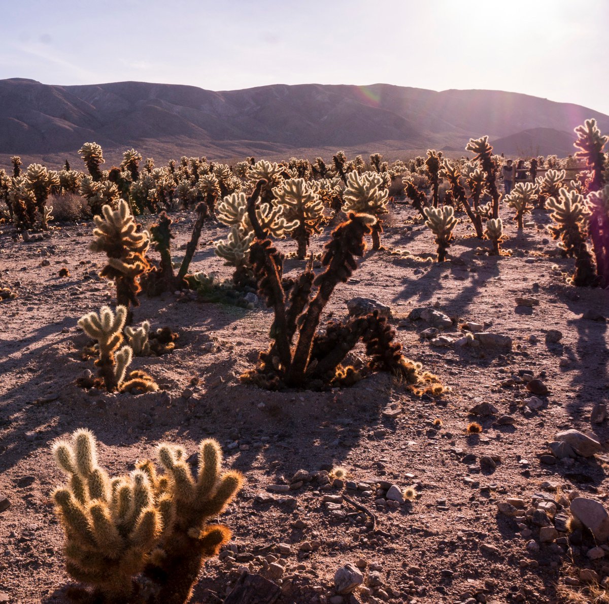 MiElote's tweet photo. Here's a shot we got last year while at #JoshuaTreeNationalPark #MiEloteTravels https://t.co/vPZGDKmZ1w