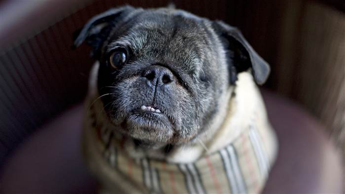TODAYshow's tweet photo. 'It's about family and purpose': One-eyed pug finds 'furever' home at local hotel https://t.co/cAD6ROIjLN https://t.co/EuWmo6YbeQ