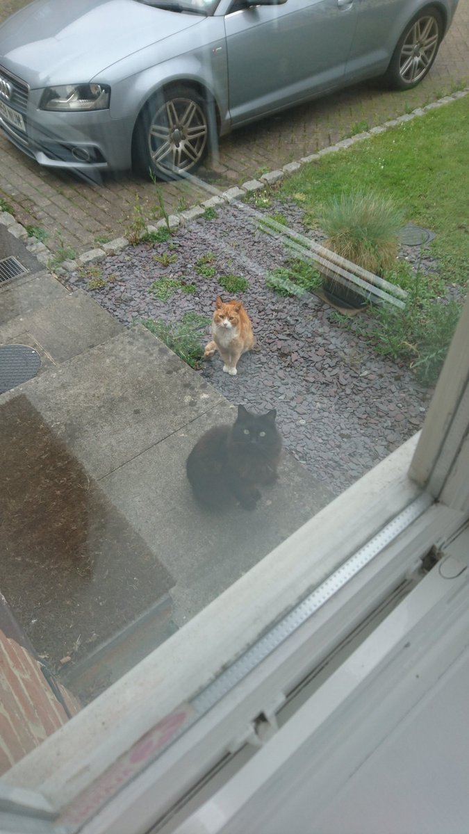 LouiseMatthews's tweet image. I think my neighbour&apos;s cats want to move in.... And I need to weed my front garden #weekendjob