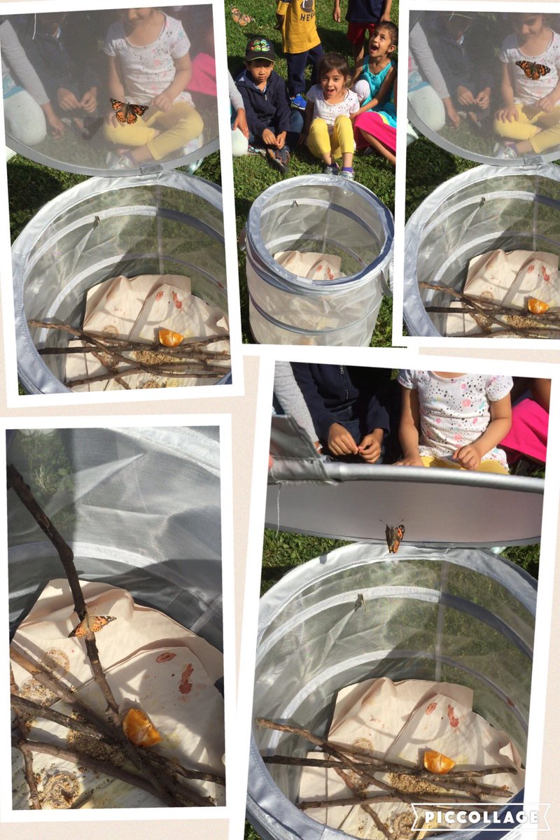 Ms_MSieben's tweet photo. Releasing our Painted Lady Butterflies today. They will be missed. https://t.co/gdhDnwpygp