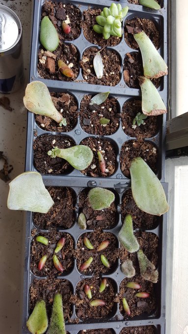 So many new buds, im so happy 🌹 https://t.co/5AEI9cavyC