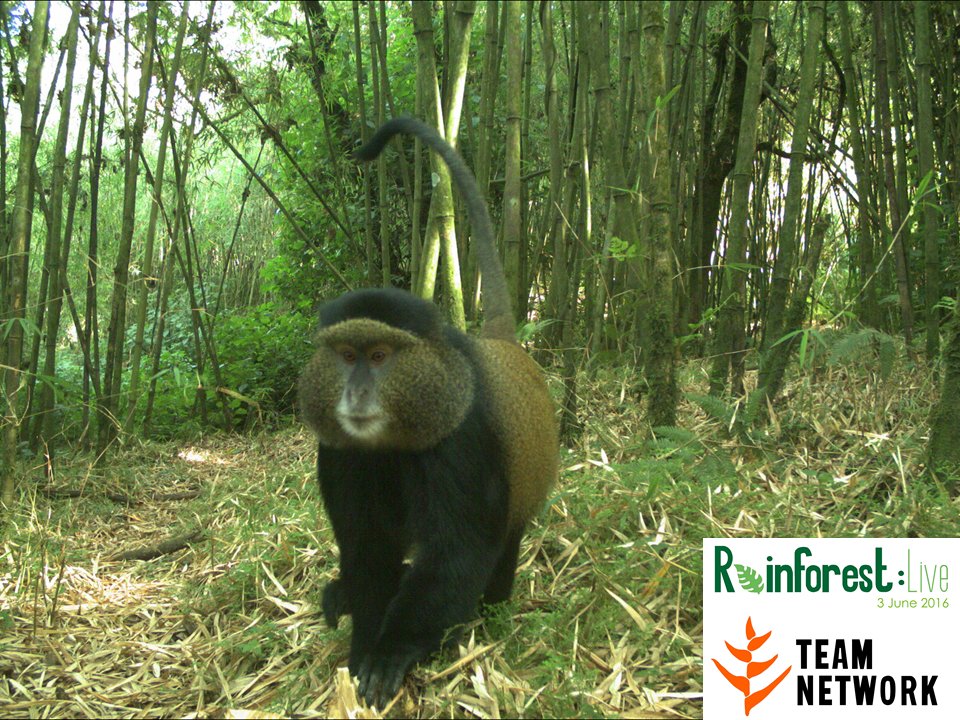 TEAM is working with park officials to monitor golden #monkeys in Volcanoes National Park, Rwanda. #rainforestlive