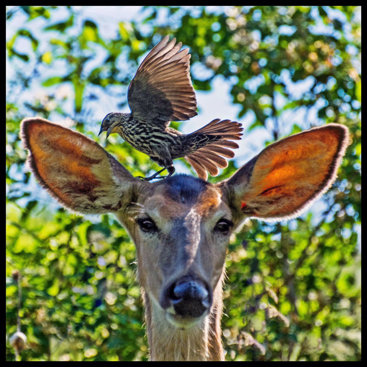 Rod1979D's tweet image. Bird Attacks Doe In Don Valley.#deer #bird #don valley