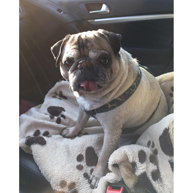 PugsDaily's tweet photo. Credit: https://t.co/Vvw0tBh502 https://t.co/KqSMM7nQPp