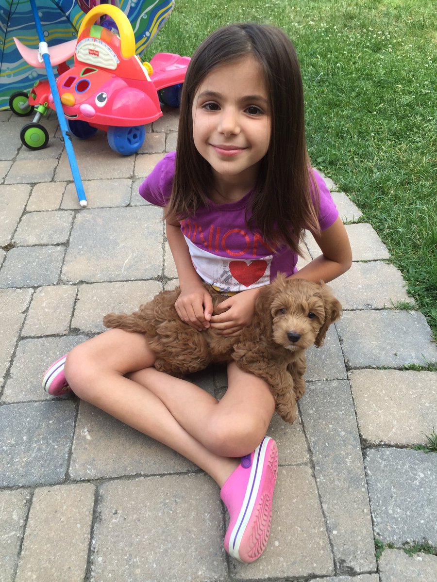 cockapoo_luna's tweet image. I love me some Sofia time!