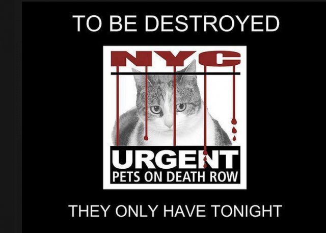 NYCDEATHROWCATS's tweet photo. Tonight's At-Risk List has been posted by the NYCACC and there are 18 cats/kittens ... 
  https://t.co/302MYzKDlB https://t.co/nGLRJXpKMh