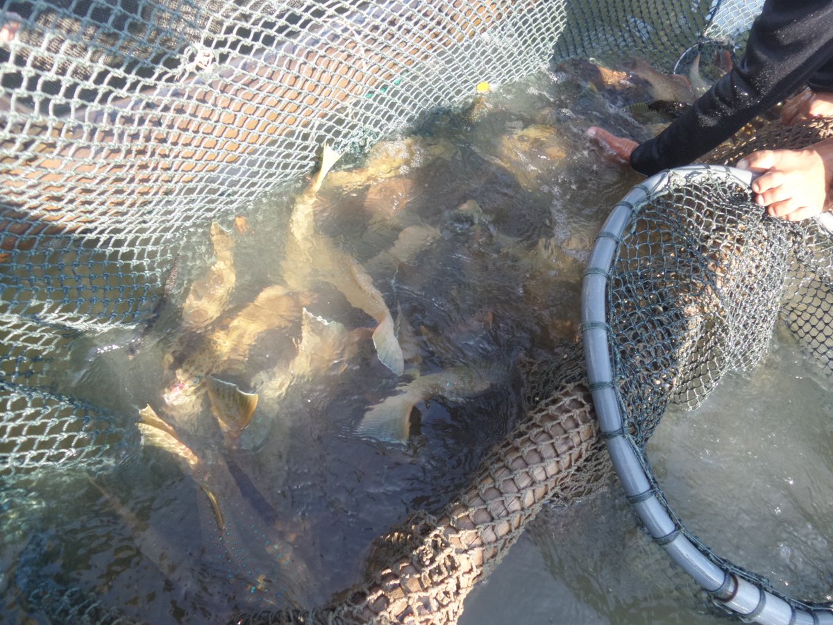 Firmand Syah tweet media