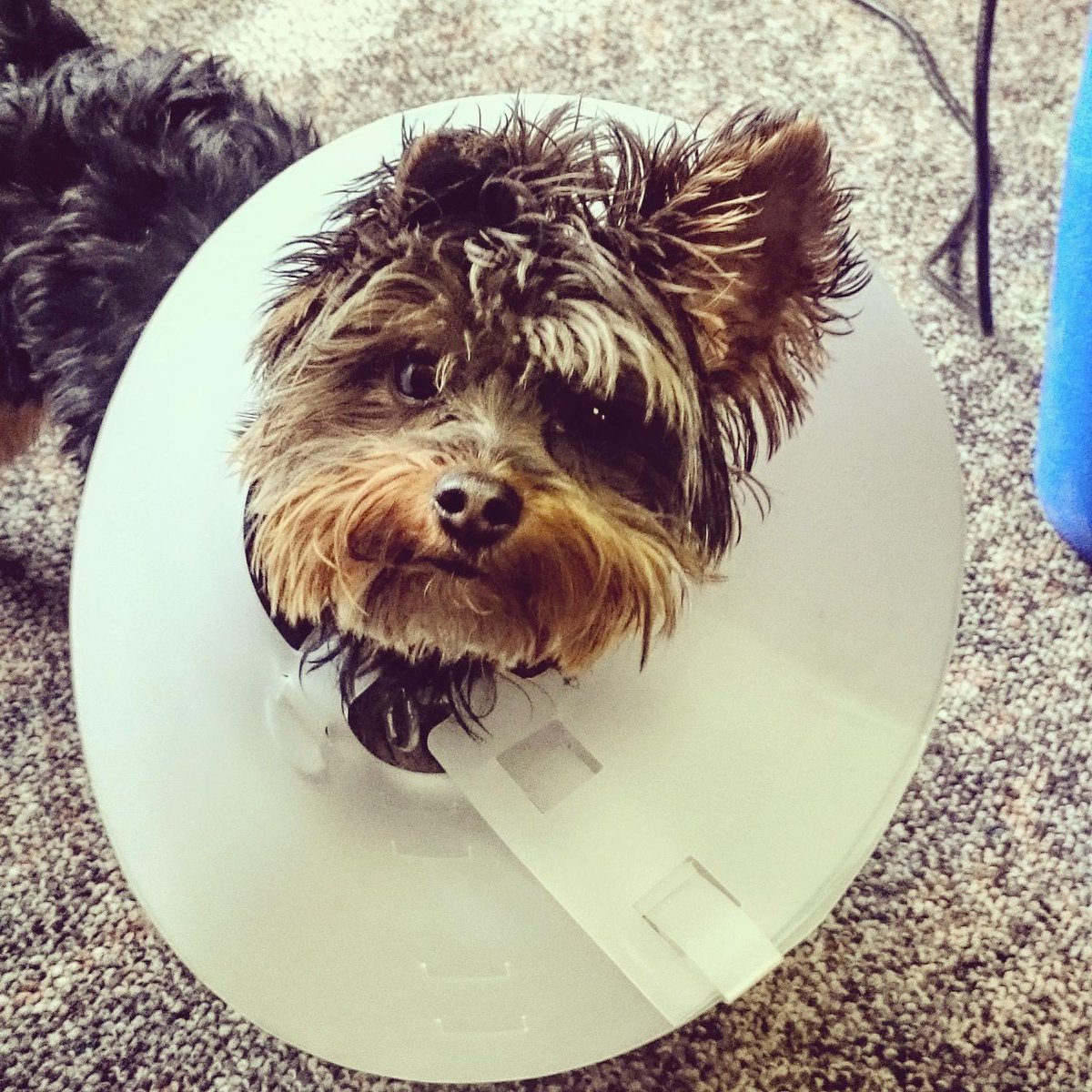 pathofanimals's tweet image. Meet Wrigley  AKA Wriggles McGiggles. The most handsome office mate I've ever had.