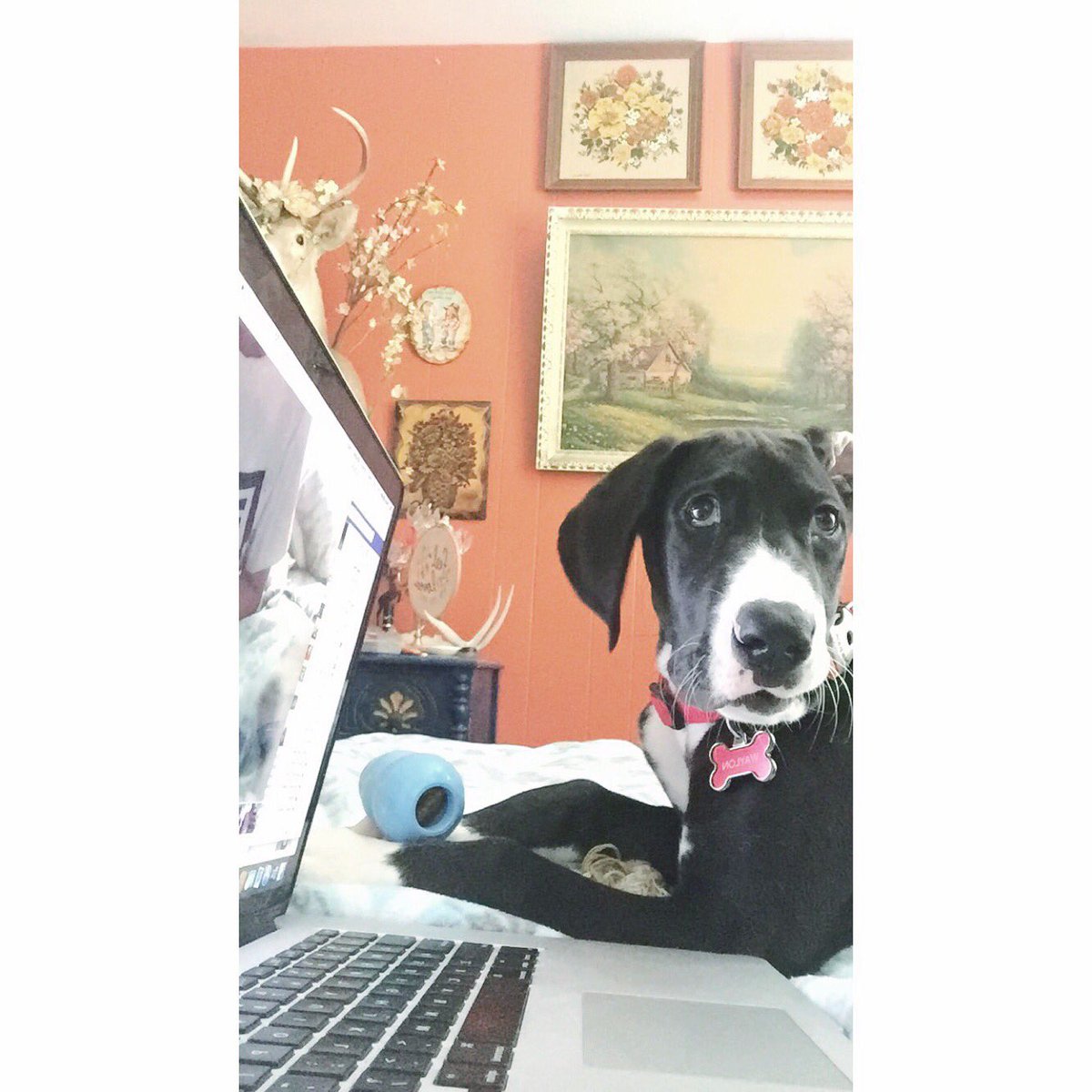 tbaybaker's tweet photo. I love my little chomper of a dog https://t.co/LrM05crAaL