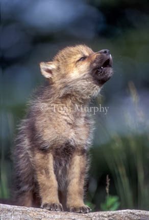 tmurphywild's tweet photo. Order prints of this &amp; other wildlife &amp; landscape photos at https://t.co/lZSvW5MHQp #naturephotography #nature https://t.co/bTJ3KH2du9