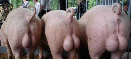 NotSamLovesCock's tweet image. Hey @notsam &amp;amp; @catherinekelley TWINS!!!! Big Twinkie Ken &amp;amp; PigBalls   ...... #OOOOHHHHH #NOTSAMLOVESCOCK