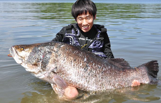 釣果情報 6月3日の高知県浦戸湾で131cm 39kgのアカメ 重量で過去最大となる見込み 海辺の狩人
