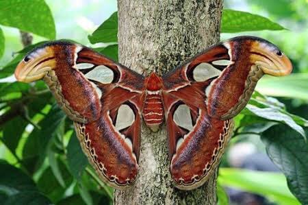 ベニスズメガ Twitter Search Twitter