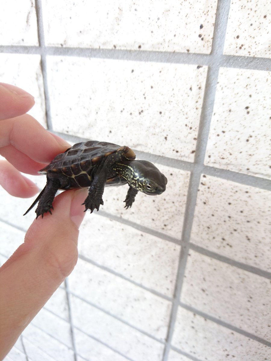 カメの日常 今朝は土の中から亀の赤ちゃんが出てくる夢を見ました