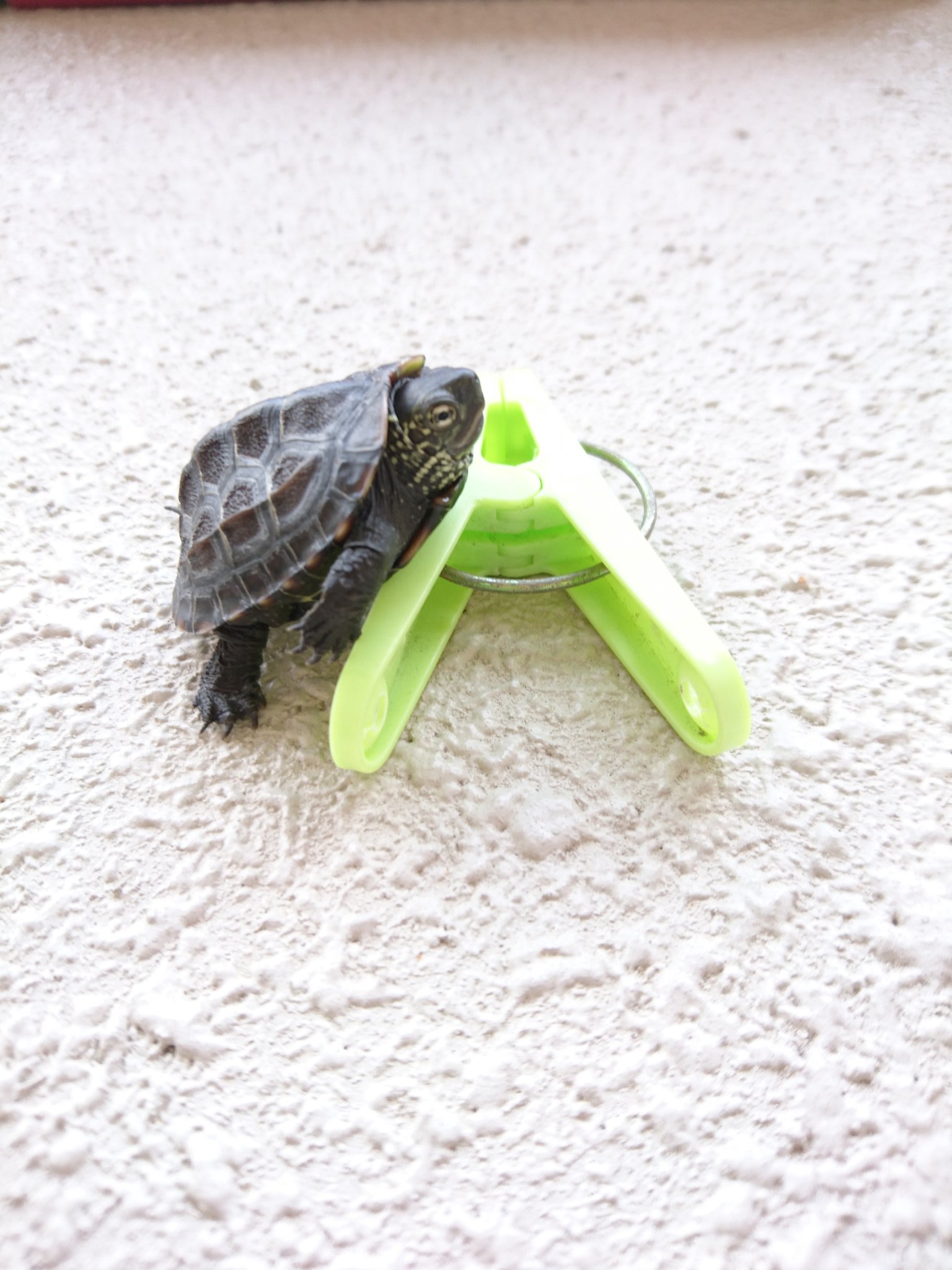 カメの日常 Na Twitteru 今朝は土の中から亀の赤ちゃんが出てくる夢を見ました カメの日常 Na Twitteru 今朝は土の中から亀の赤ちゃんが出てくる夢を見ました