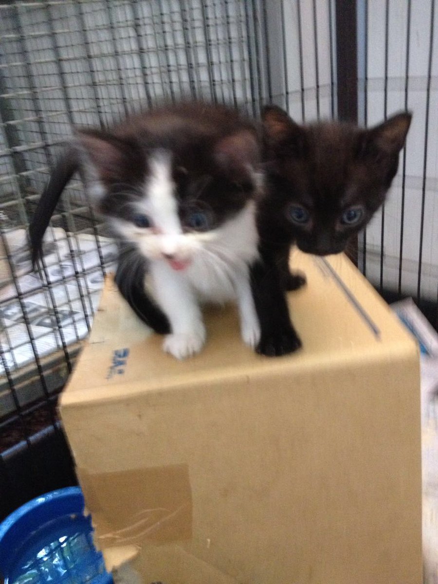 MASCOTASDECALLE's tweet photo. Ya adoptaron al negrito ahora quedó el hermanito sólo en la jaula, ayudemos a que también lo adopten ♡. Caracas https://t.co/JjRo3yX8N6