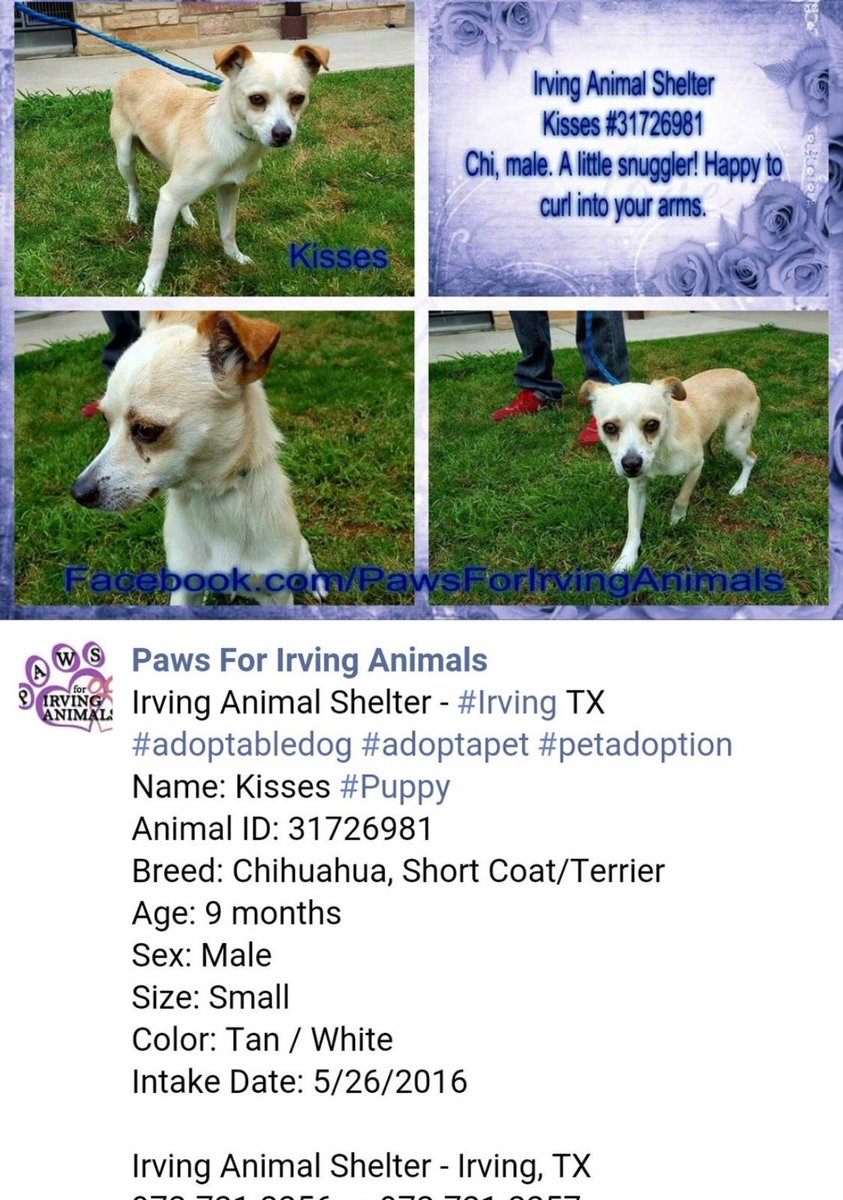 sookie_grace's tweet photo. Kisses needs a hero #Irving TX so plz contact @PAWS4IrvingDogs &amp; give this pup a #ForeverHome #Adopt #Foster #Rescue https://t.co/X3BLv4uBvT