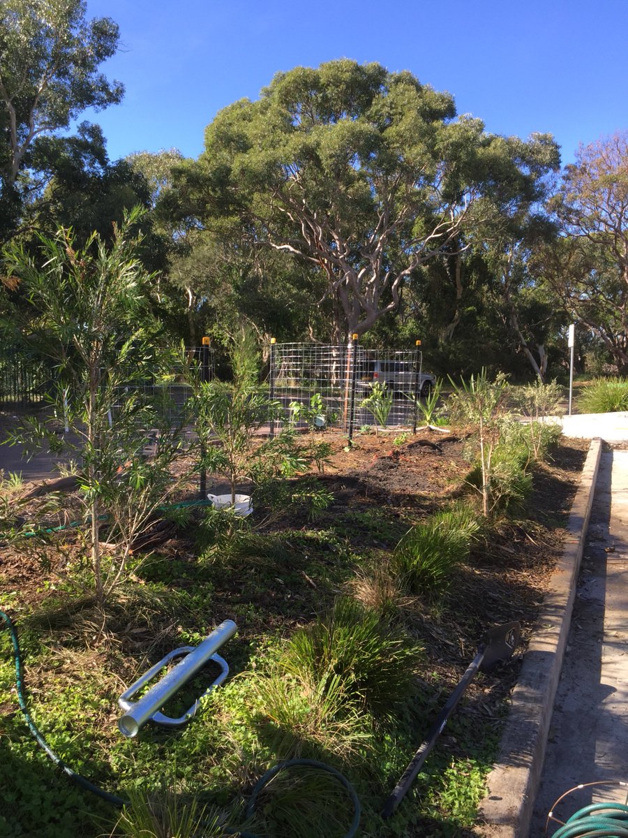 Yarn_Tree's tweet image. This rain is great for the garden and the transplanted Australian Natives.