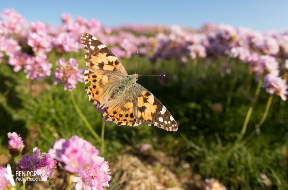 bardseyben's tweet photo. Finally getting a few migrant lepdioptera here: Painted Lady y'day and 100s of Diamond-back Moths now #MothWatching https://t.co/SvAfKA9ow3
