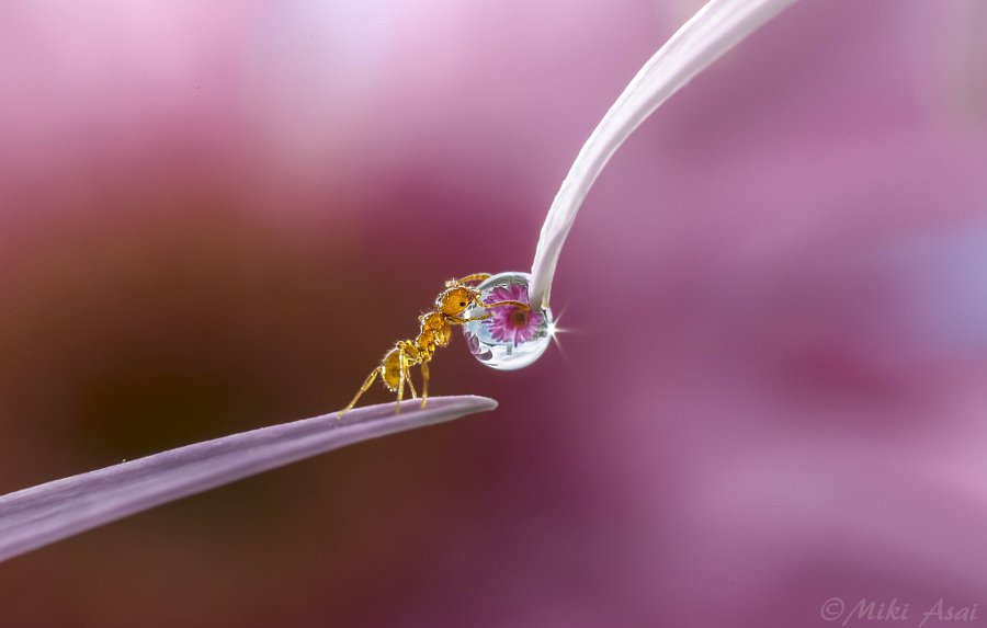 500px's tweet image. The Secrets To Shooting Macro Photos By Photographer Miki Asai: goo.gl/MhpyCR #inspiration