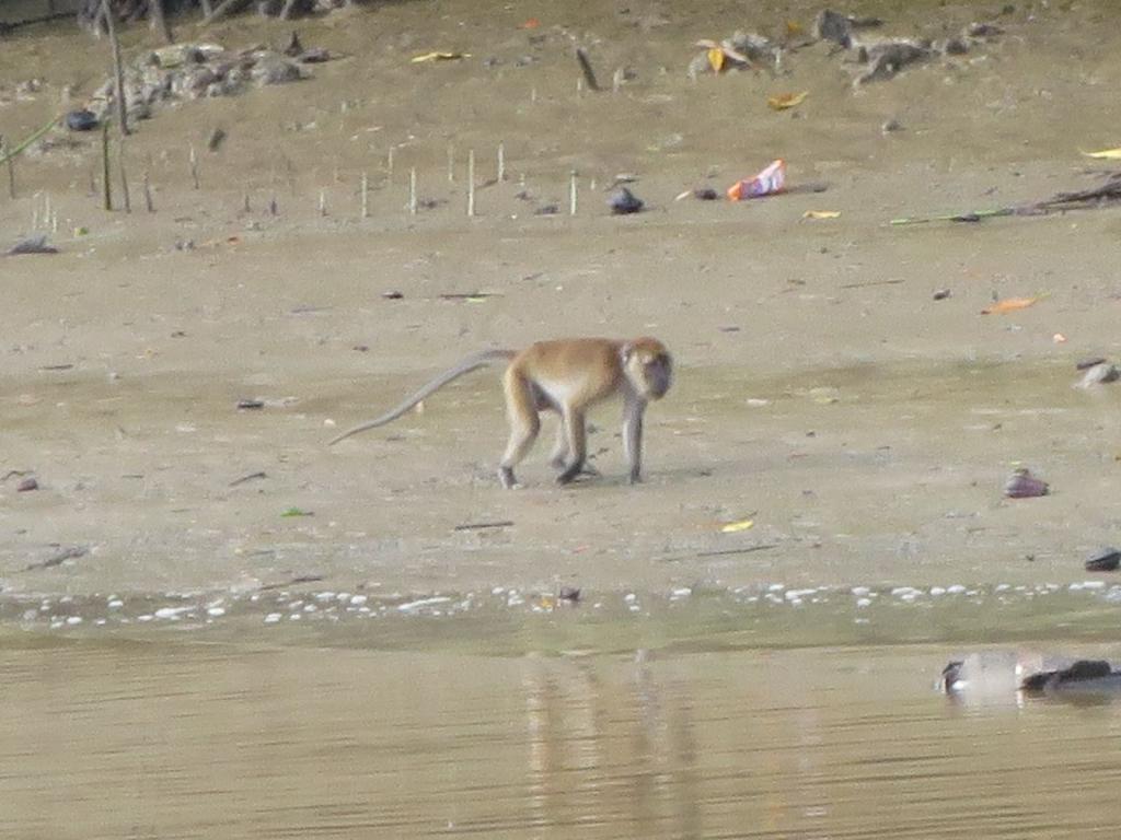 BMC_UR's tweet photo. Fauna yang sering tertangkap kamera saat melakukan ekpedisi di pulau sapat kab. Indra giri hilir https://t.co/wYuvCO7abH