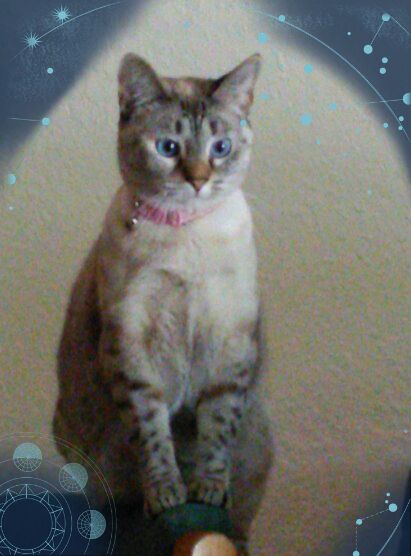 TabithaSparrow's tweet photo. Isn't she pretty @NormansCat @wwwbigbaldhead https://t.co/zwtKMkZQsS