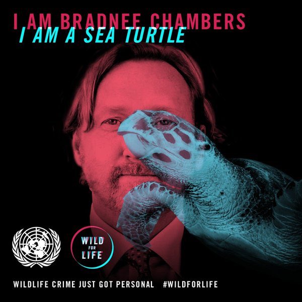 BradneeChambers tweet picture