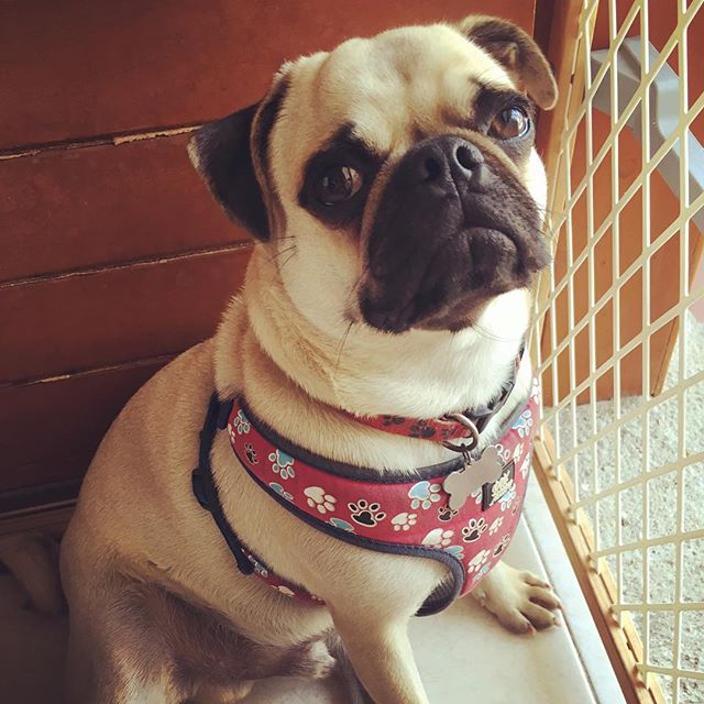 PugsDaily's tweet photo. Credit: https://t.co/1gtsqdIumJ https://t.co/2MhYMIvevg