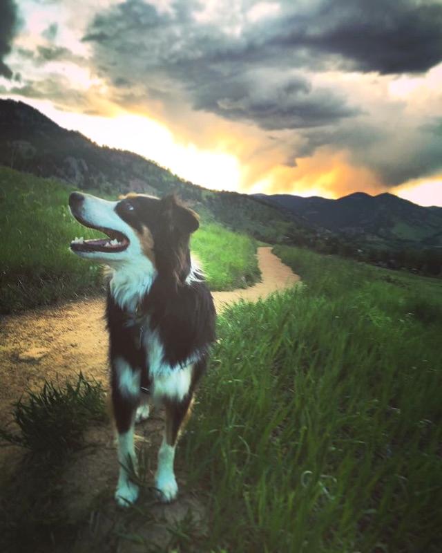 pathofanimals's tweet image. My dog looking like a god