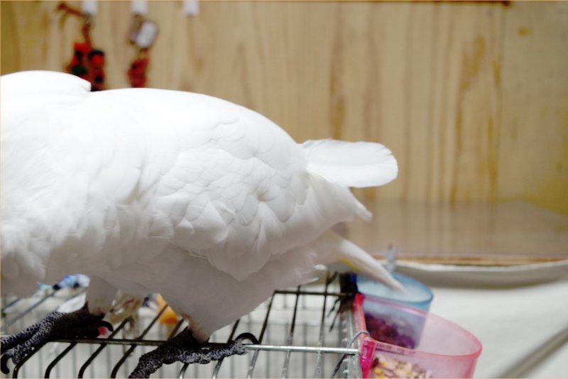 こんなの、軽く引っ張ればスルッて抜けると思うｼﾞｬﾅｲﾃﾞｽｶｰ!!!! 
