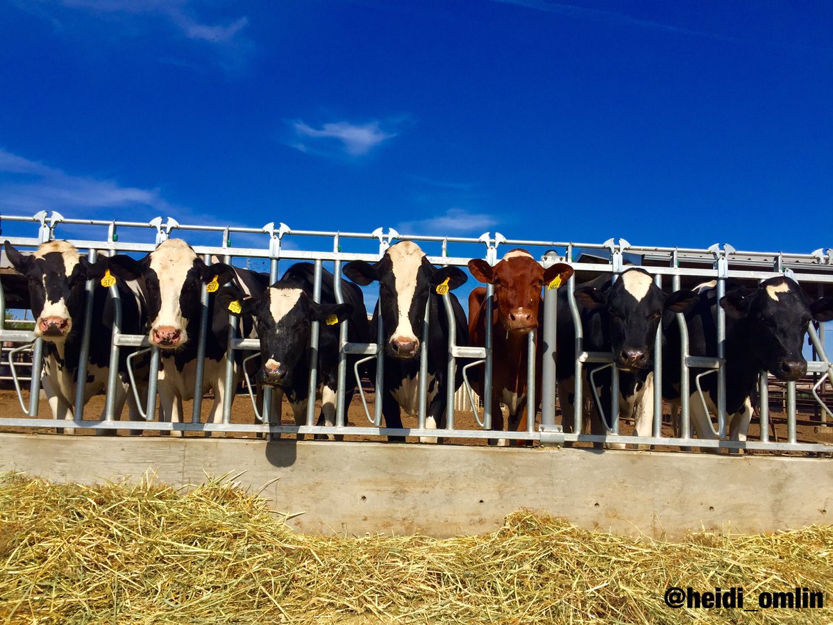 HeidiOmlin's tweet image. Well hello ladies 😍👋🏼🐮 #DairyMonth #showstring #bannerchasin