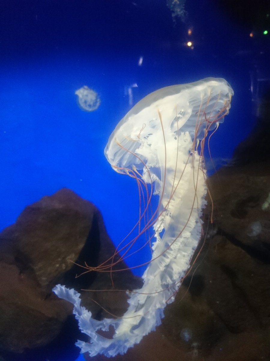 室蘭水族館の飼育員さん 本日より ギガントクラゲ水槽の展示内容が変わりました ヽ ノ キタミズクラゲとヤナギクラゲになっています どちらも北方系のクラゲで室蘭周辺でもお馴染みのクラゲ達です