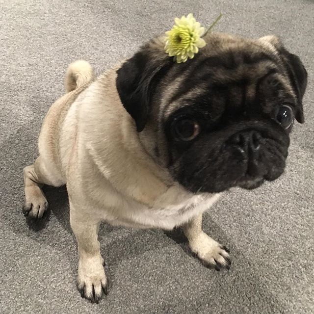 PugsDaily's tweet photo. Credit: https://t.co/iZKRx1l8vS https://t.co/iMZVxulfbe