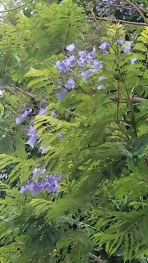 Nyanko Urio71 Twitter Nyanko Urio71 Twitter