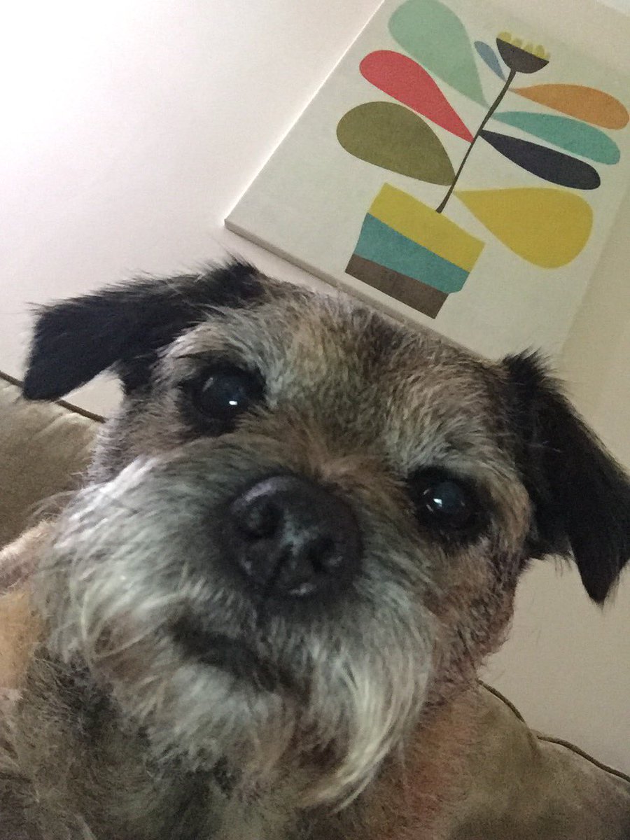 Daisy_louise17's tweet photo. Charlie take another selfie can this dog stop #dogselfie #dogs #borderterrier #terrier #doggy #morning #selfiedogs 😊 https://t.co/eLgRcBMrGN