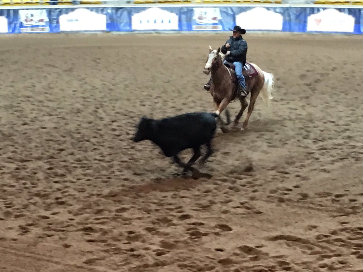 CavanaghMichael's tweet photo. Horse cutting in Tamworth with smiles on people's faces in a dry equestrian centre with steady rain on the roof! https://t.co/Mtb8X1wpsz