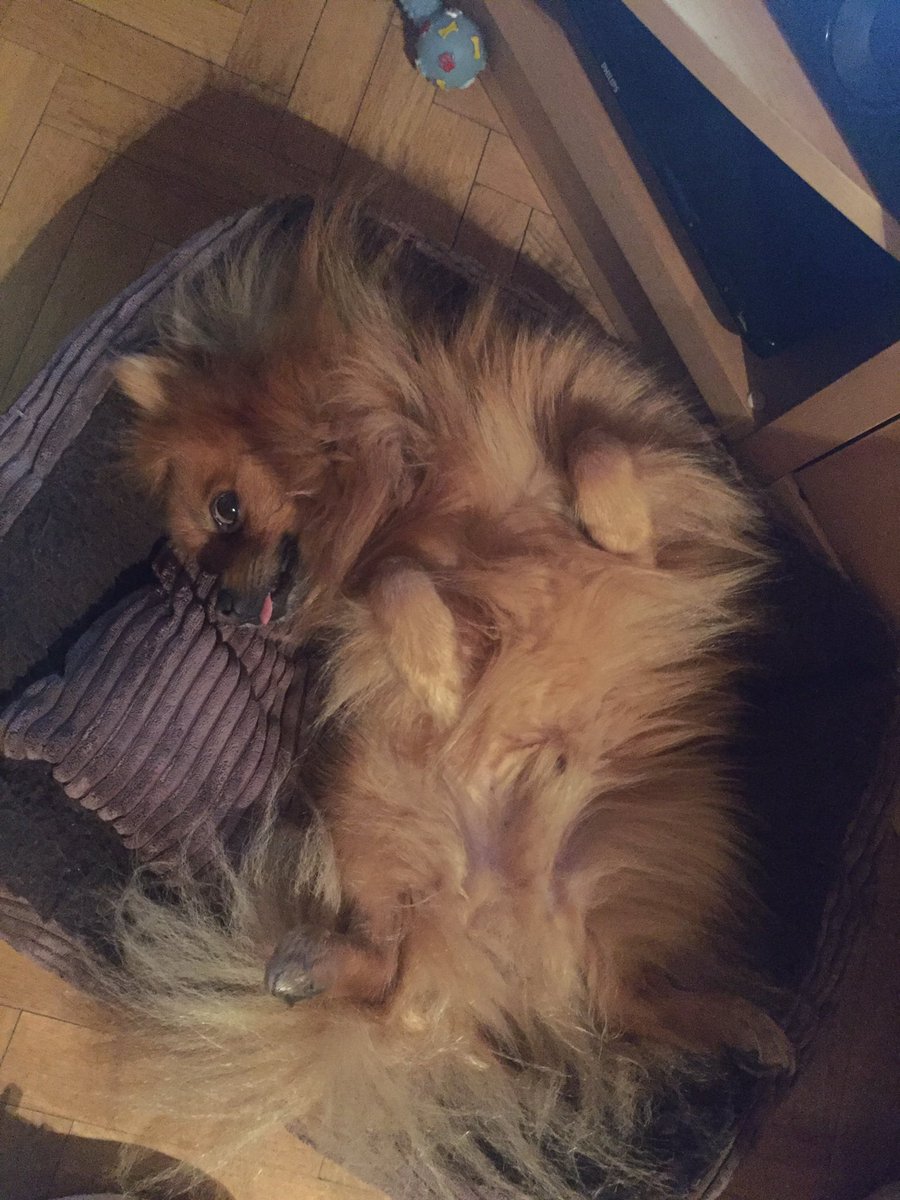 blackjca's tweet photo. #posturasperrunas quiero vivir como el. #Roko #pomerania. #BuenosDias https://t.co/Qh2gvE05IS