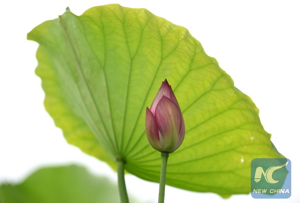XHNews's tweet photo. Enjoy the summer's gift, blooming lotus flowers, in S China's Guangxi https://t.co/iNSec80mjR