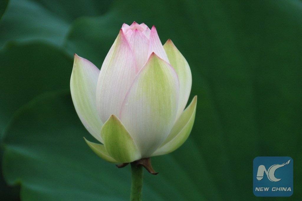 XHNews's tweet photo. Enjoy the summer's gift, blooming lotus flowers, in S China's Guangxi https://t.co/iNSec80mjR