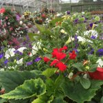 Photo by Lomax HangingBaskets (@hellofromlomax)